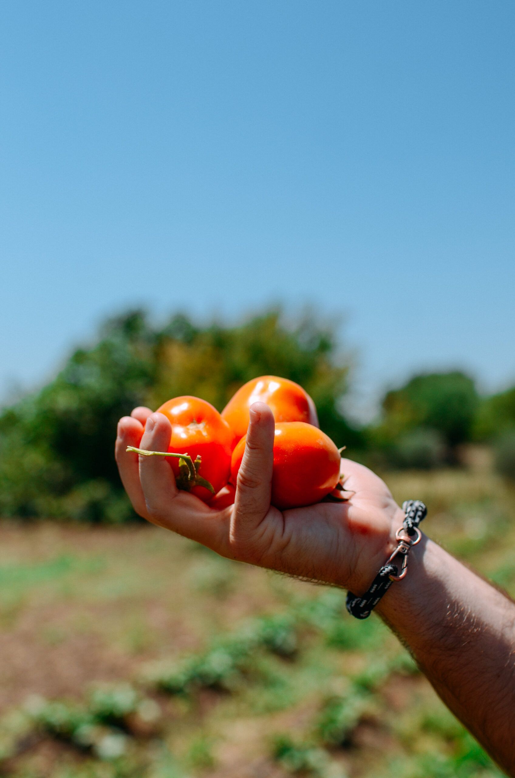 Coliving Cádiz fresh oranges fruit in nature rural setting
